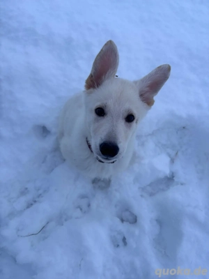 Schäferhundwelpe Hündin