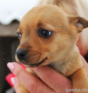 Boni   kleines Chihuahua-Mix-Welpenmädchen sucht ein liebevolles Zuhause