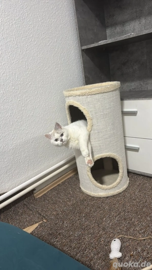 BKH    Liebenswert, geimpft & kinderlieb