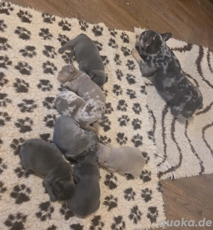 Französische Bulldogge Bild 3