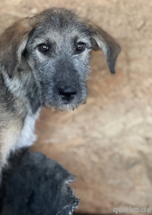 Odi im Wachstum -  Der süße Strubbel