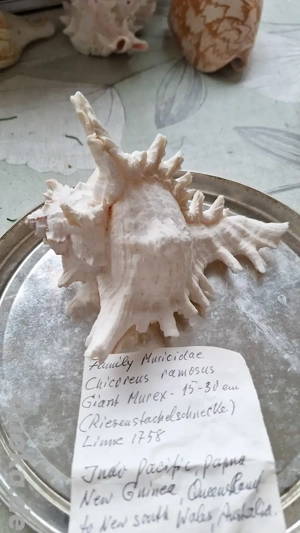 Muscheln aus alter Herren Länder aus Nachlass  11 Stück