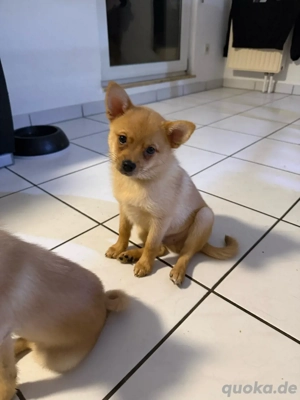 süßer Pomeranian - prager Rattler Mix