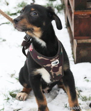 Sieben Welpen im Frost gefunden   Fando sucht sein Glück