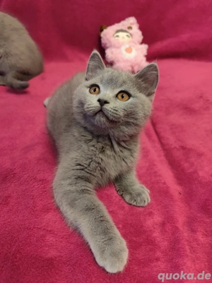 Britisch Kurzhaar Kätzchen