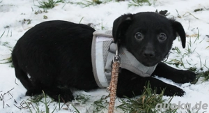 Der Kleinste ganz allein   Finlay sucht Geborgenheit