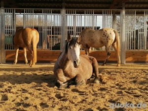 Futtertröge & Heuraufe optimale Pferdefütterung für Pferde