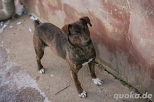 *SEMI* ist ein lieber, freundlicher und fröhlicher Junghund der die Nähe zu den Menschen sucht