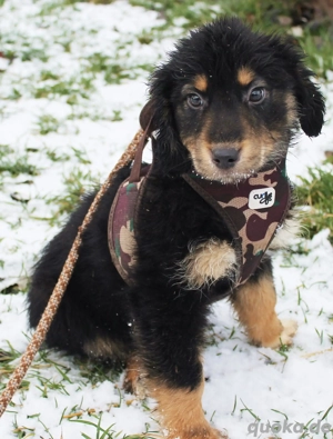 Feeby - Ein kleines Herz auf der Suche nach Sicherheit