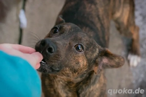 *SAMI* Ich bin freundlich und aktiv, liebe die Menschennähe und bin sozial zu meinen Artgenossen