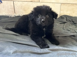 Chip-Nr. 275371 - Welpe auf dem Weg ins Glück