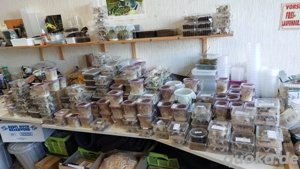 Heimchen, Heuschrecken und co. in Erfurt!