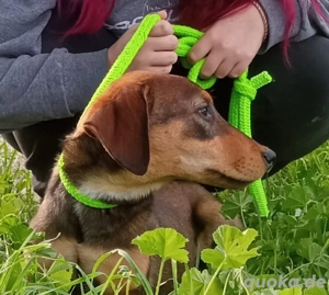    Fay   kleines Hundemädchen sucht ihr Für-immer-Zuhause   