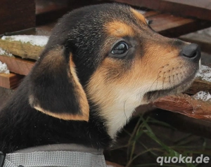 Klein, tapfer und voller Hoffnung   Fairy sucht ihr Zuhause