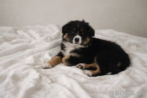Mini Australian Shepherd's   Mini Aussie's aus Showlinie