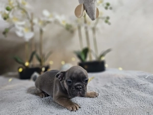 Französische Bulldoggen Welpen 