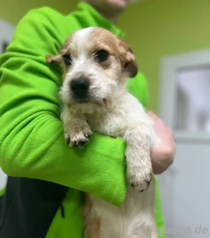 Bilbo sucht sein Glück 