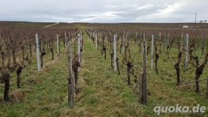 Weinberge in Ilbesheim zu verpachten  verkaufen