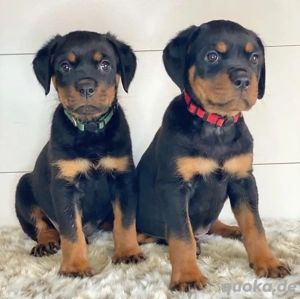 Superniedliche Rottweilerwelpen