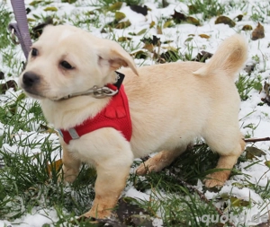 Nesko - Klein gestartet   große Zukunft