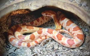 Kornatter (pantherophis guttatus) 