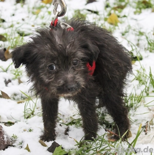 Noris - Der Kleinste mit dem größten Mut
