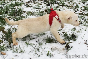 Kleine Nugga   ein zarter Start ins Leben