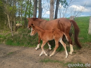 Stute, Fohlen,Fuchs, Championatsfohlen, Fashion in Black x Quaterback! Bild 4