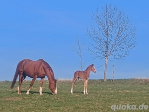 Stute, Fohlen,Fuchs, Championatsfohlen, Fashion in Black x Quaterback! Bild 3