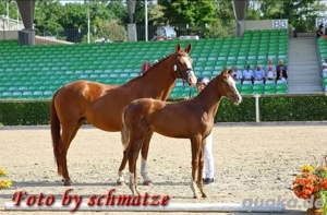 Stute, Fohlen,Fuchs, Championatsfohlen, Fashion in Black x Quaterback! Bild 2