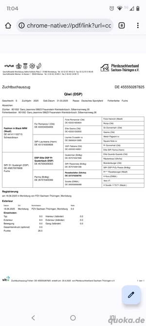 Stute, Fohlen,Fuchs, Championatsfohlen, Fashion in Black x Quaterback! Bild 5