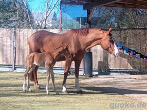 Stute, Fohlen,Fuchs, Championatsfohlen, Fashion in Black x Quaterback! Bild 9