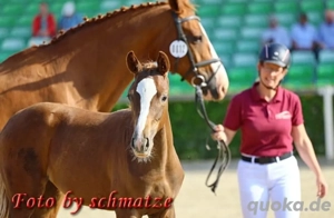 Stute, Fohlen,Fuchs, Championatsfohlen, Fashion in Black x Quaterback! Bild 6