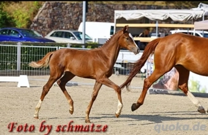 Stute, Fohlen,Fuchs, Championatsfohlen, Fashion in Black x Quaterback! Bild 7