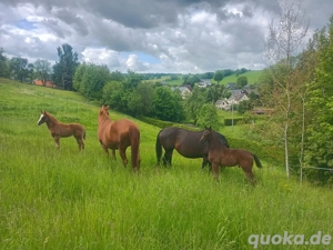 Stute, Fohlen,Fuchs, Championatsfohlen, Fashion in Black x Quaterback! Bild 8