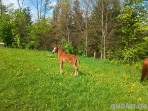 Stute, Fohlen,Fuchs, Championatsfohlen, Fashion in Black x Quaterback! Bild 10