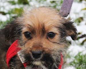 Noisy   klein, niedlich und voller Hoffnung