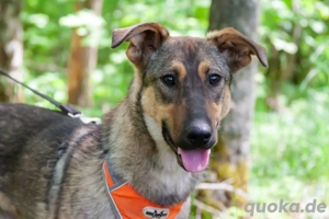 Mutiger Krosh sucht aktive Familie