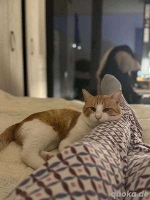 Kätzchen Persik sucht ein Zuhause  Bild 3