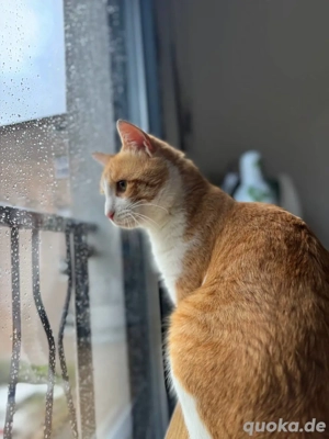 Kätzchen Persik sucht ein Zuhause  Bild 4