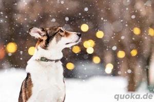 Traum zuhause für Choppy gesucht 