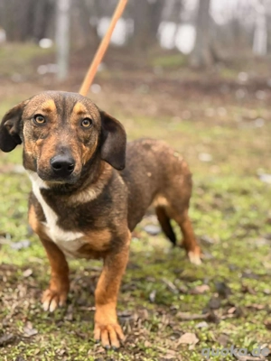 Woolly   ein junges Herz auf der Suche nach Geborgenheit