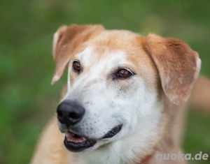Ulan, weiches Herz wartet auf einen tollen Besitzer 