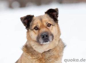 Mukhtar auf drei beinen durchs leben