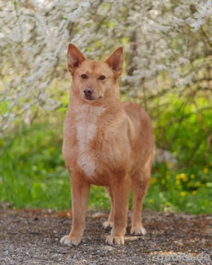 Wunderschöne Vesta sucht ihren platz