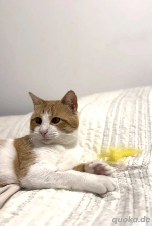 Kätzchen Persik sucht ein Zuhause  Bild 5