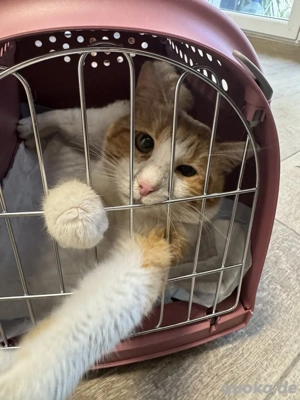 Kätzchen Persik sucht ein Zuhause  Bild 6