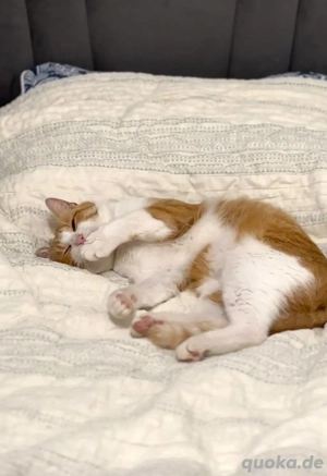 Kätzchen Persik sucht ein Zuhause  Bild 7