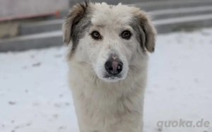 Bezaubernde Lila sucht geduldige Zuhause