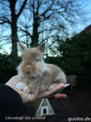 Besonders zahme Mädels dürfen reserviert werden! Zwergwidder Löwenköpfchen Kaninchen 